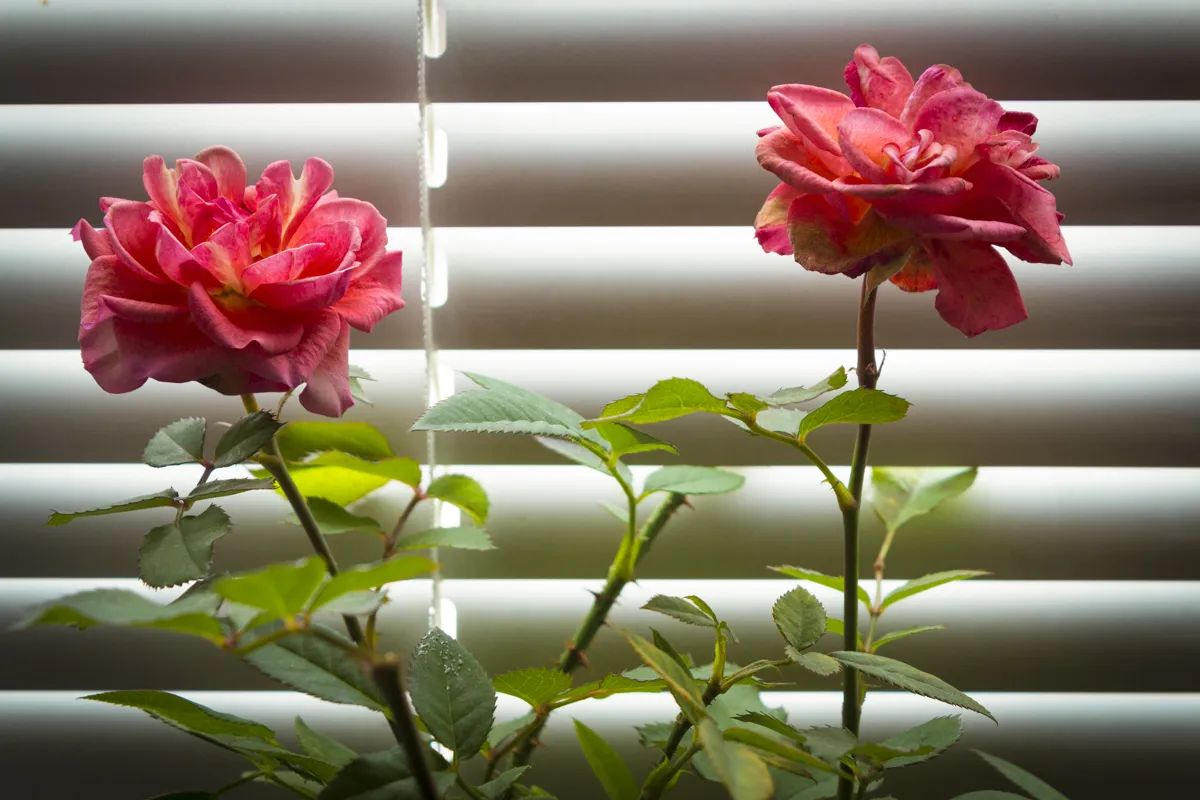 Blinds By Vertican